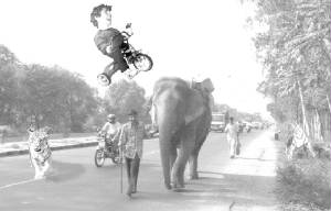 elephantjumponarike.jpg